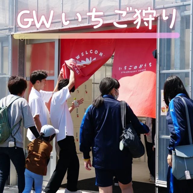 #GW いかがお過ごしですか？
今日は寮生の参加希望者で#いちご狩り に行きました🍓
学校に集合して、南さつま市の観光農園サナスビレッジ @sunus_village さんへ🎉

先生のお子さんも一緒に#採りたていちご と#けずりいちご を味わって、甘酸っぱい#春の匂い に癒されました😍

明日から吹上浜#砂の祭典 が始まります！
今年は南さつま市誕生から20年の節目👏
ボランティアで活躍する皆さんも、イベントに参加する皆さんも、一緒に楽しみましょう😊

#鳳凰高校#hoohgram#南さつま市#加世田#高校#高等学校